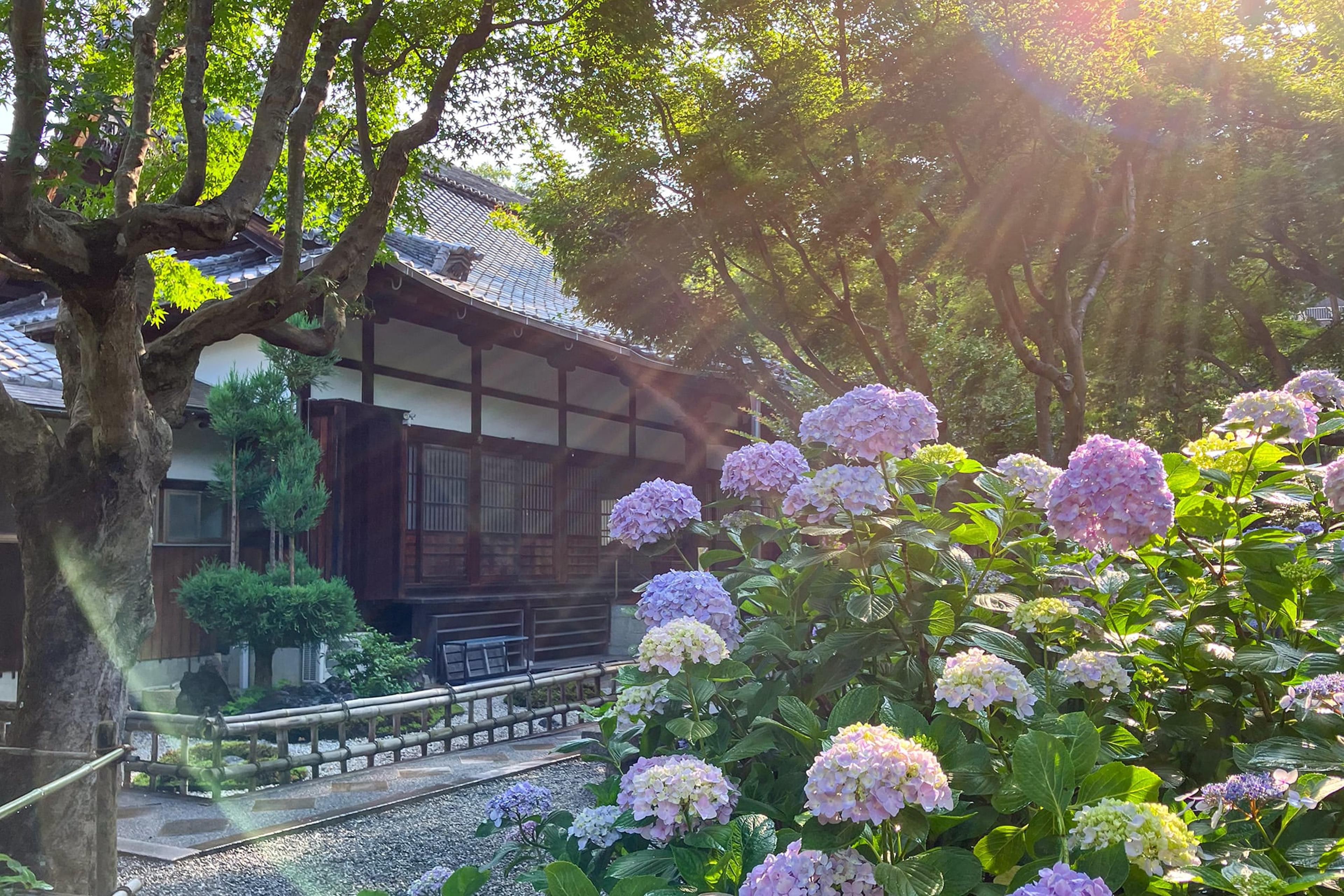 あじさい寺