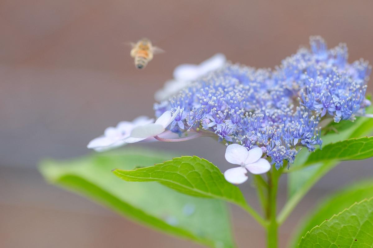 紫陽花と蜂