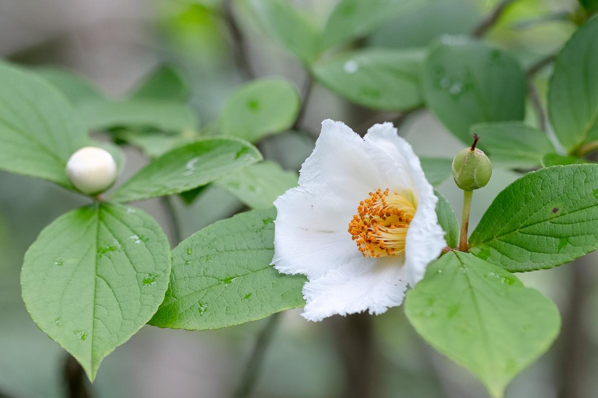 ナツツバキ (沙羅木、6月)