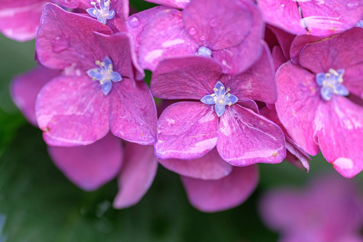 雨後の紫陽花