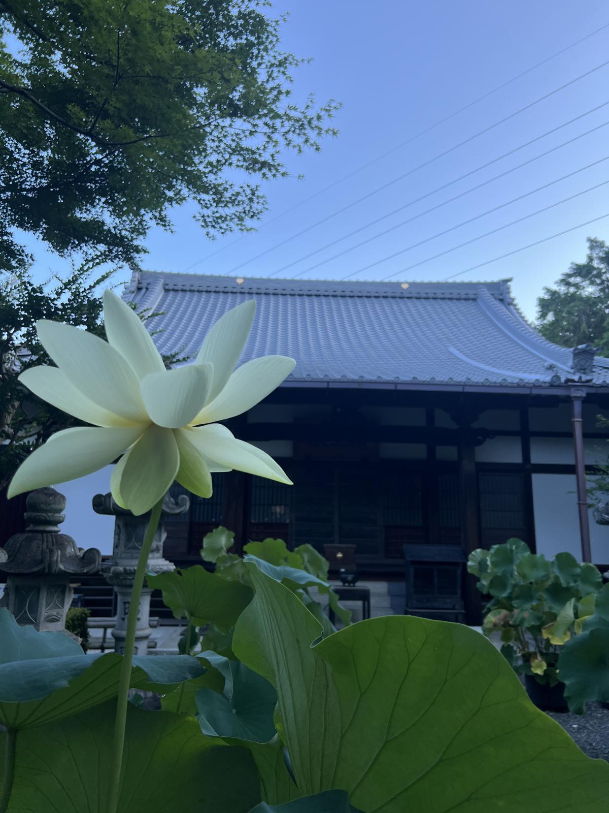 ハス最後の一輪