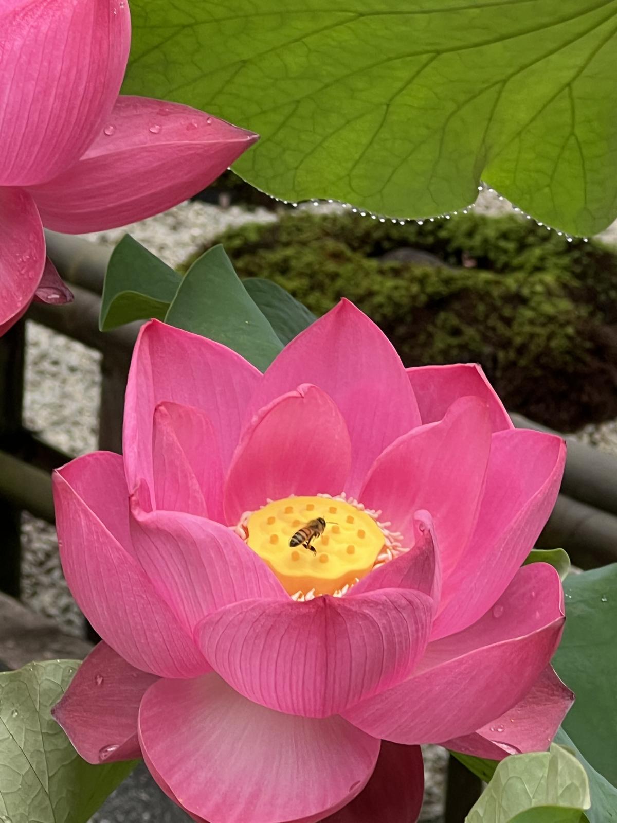 蓮とミツバチ