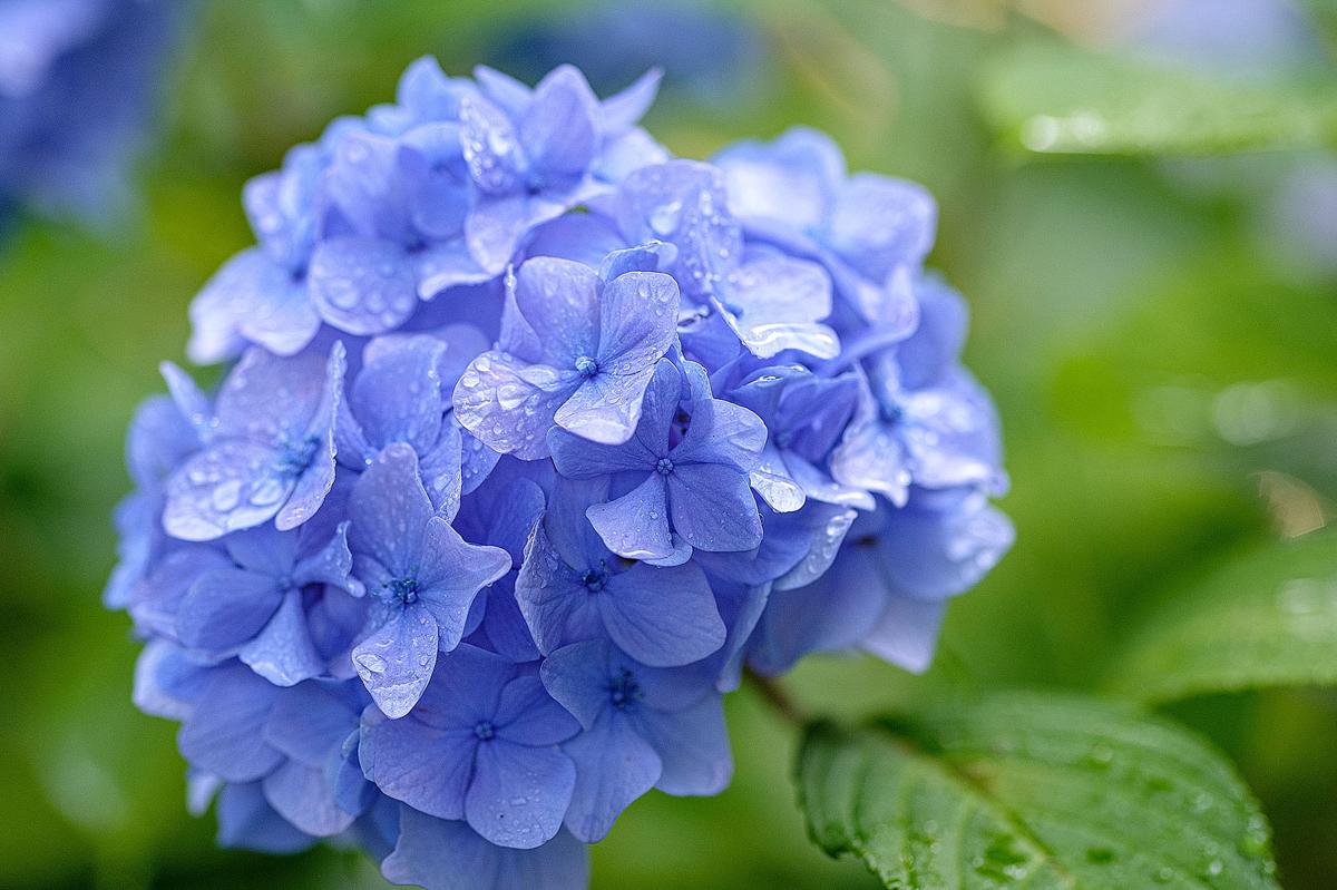 境内には色とりどりのあじさいがたくさん植っています。